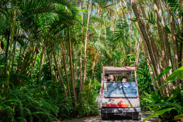 アレカヤシの群生林