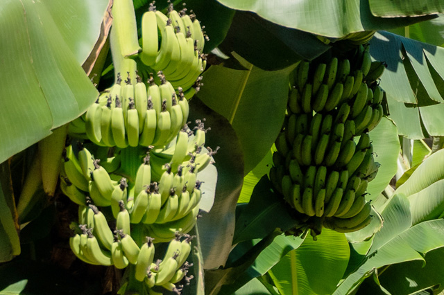 バナナ畑